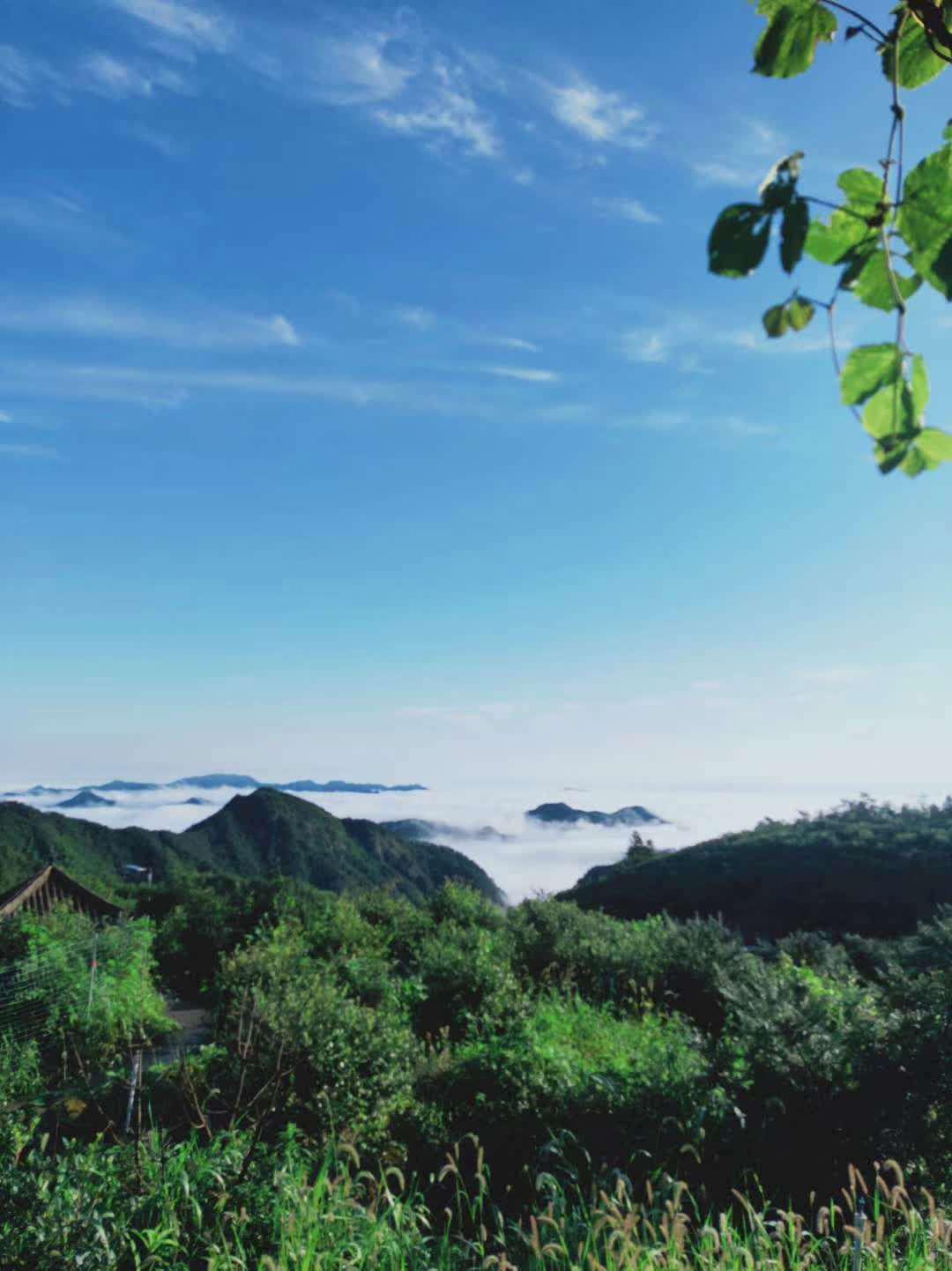 伊家·拾忆丨淬炼后的美味,稽东山宝之三代圣果香榧