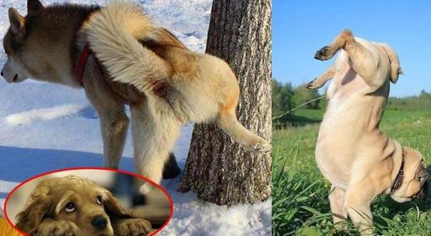 狗狗撒尿为什么要抬起一条腿呢?答案你万万想不到