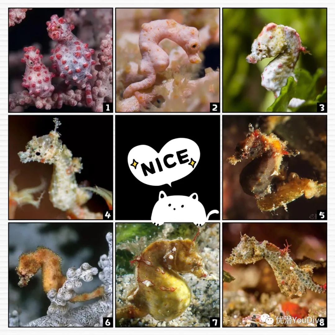 遥远的非洲居然发现新品种豆丁海马!相当于在挪威发现袋鼠!