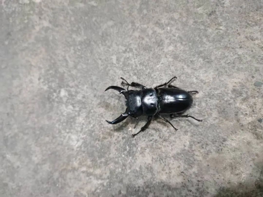 间隙活捉一只夹夹虫