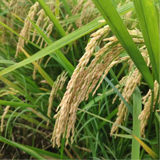 水稻主导品种荃优丝苗抗病抗倒耐高温,高产米质优,易种植