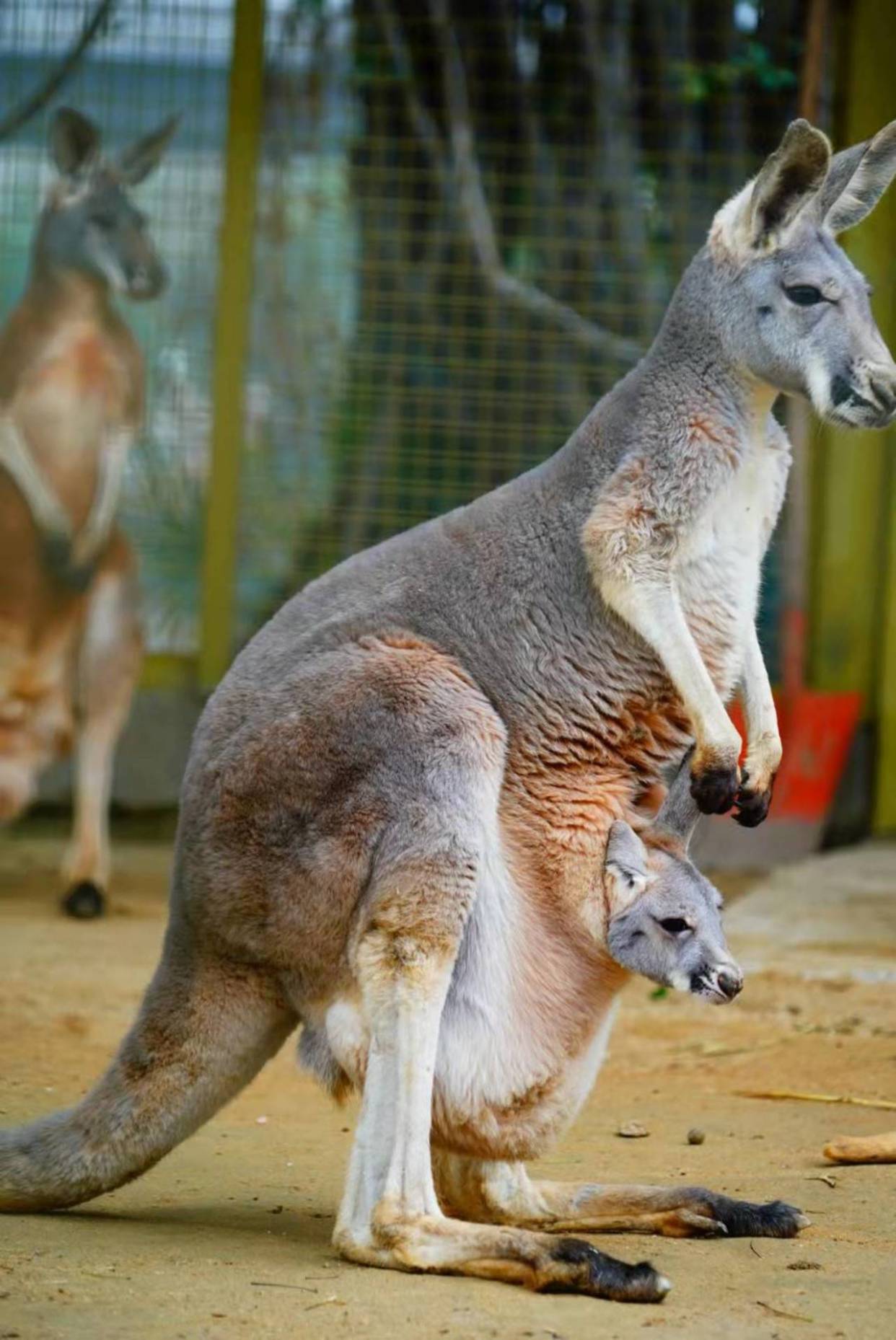 武汉动物园的袋鼠宝宝出袋了