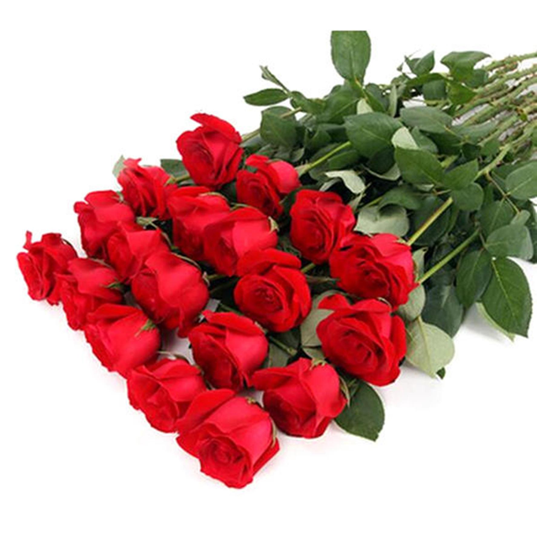 卡罗拉玫瑰:爱情的完美诠释