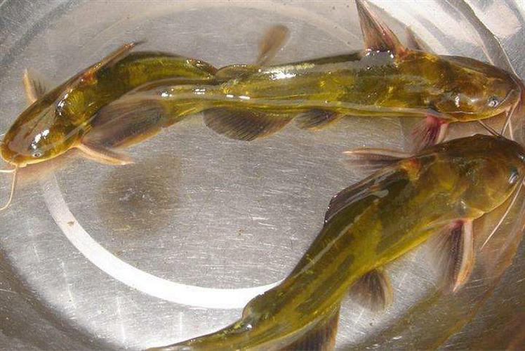 夏季野钓黄辣丁,我只用了这几招,不吹不黑,每次都"连竿不断"