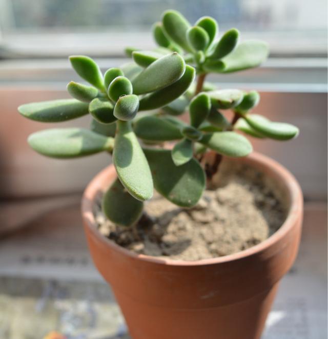 一种很有诗意的多肉,名字叫若歌诗,漂亮又好养,看是你的菜不?