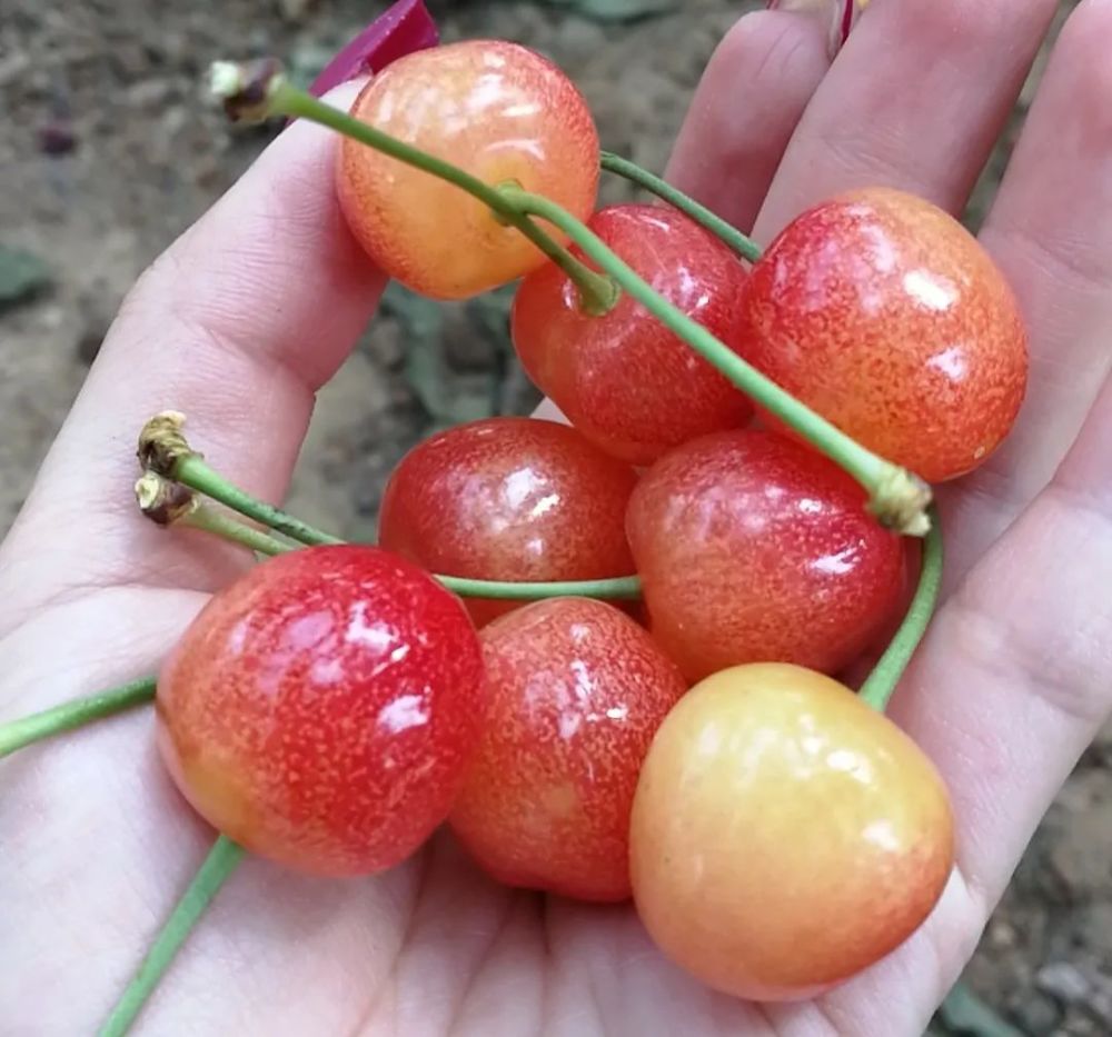 冰箱中的樱珠或不能吃?医生:特别注意"冰箱杀手"