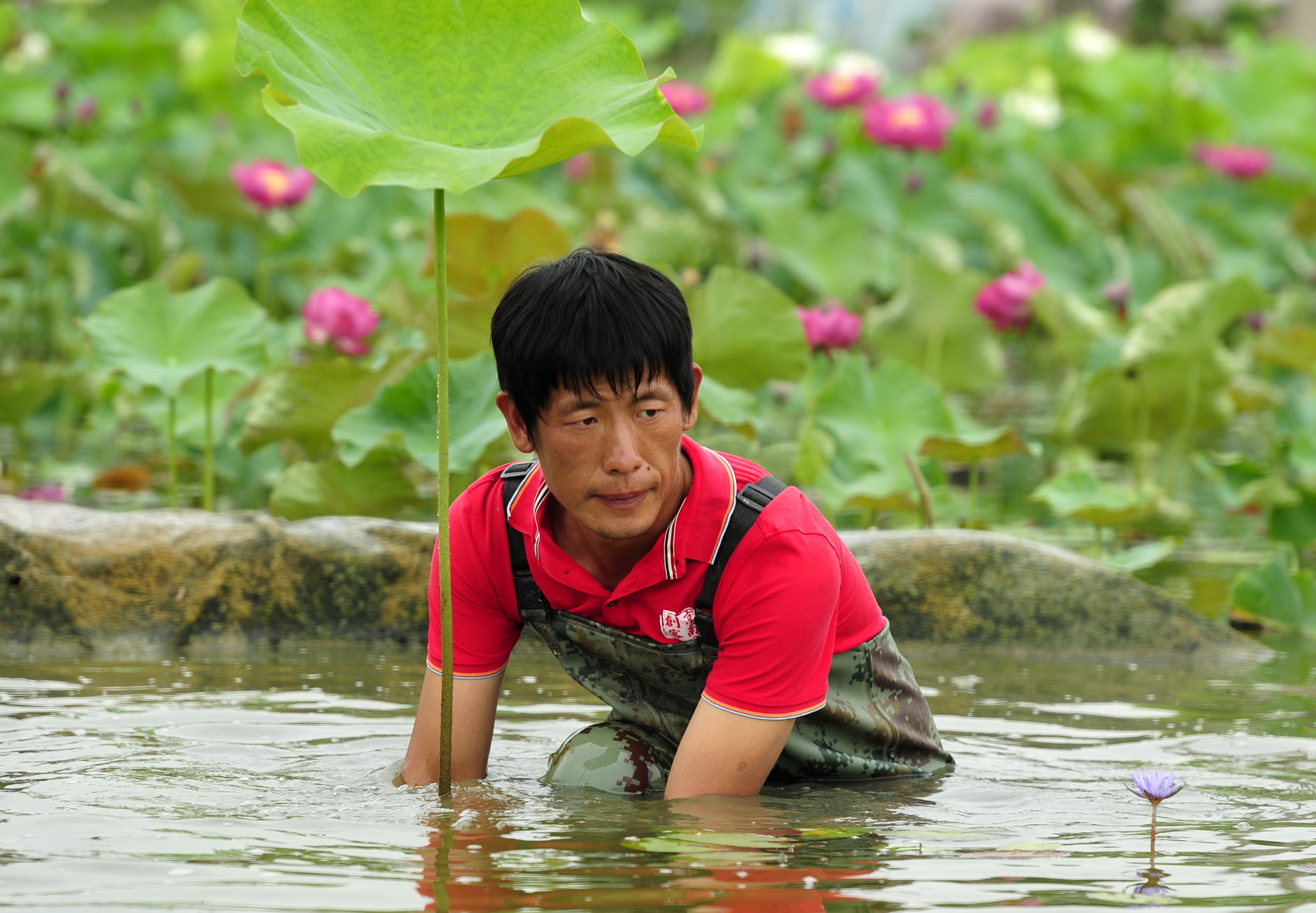 陆宁:农民"养荷人"打造"荷花王国"
