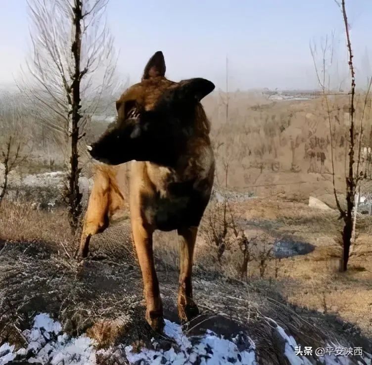 警犬闪电的半张脸图片