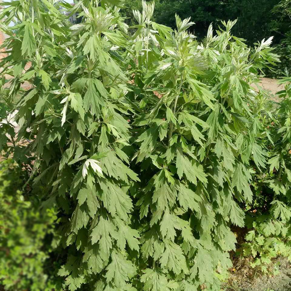 8种"厉害花",驱蚊一级棒,阳台放一盆,蚊虫跑光光