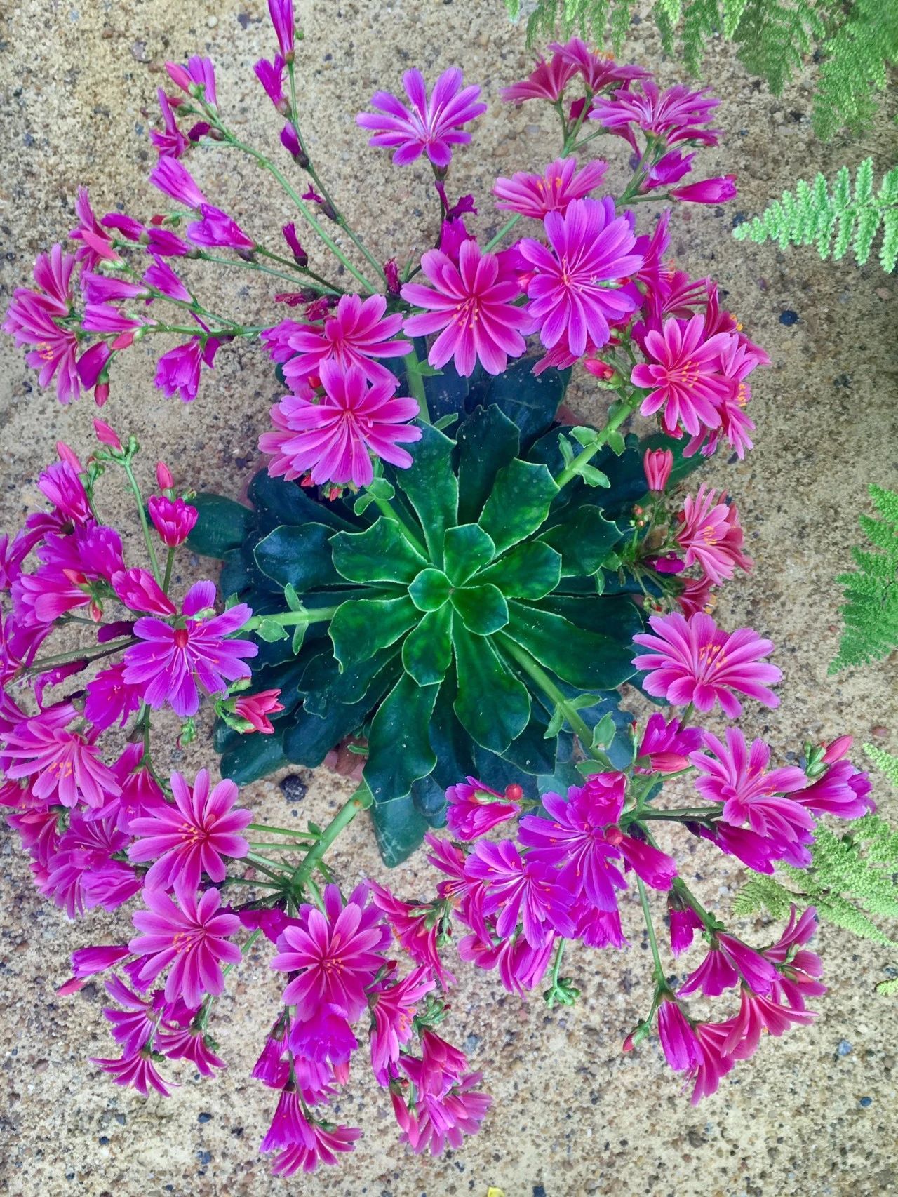 可以养成多年生开花植物的露薇花,灿烂的花朵如同彩虹一般