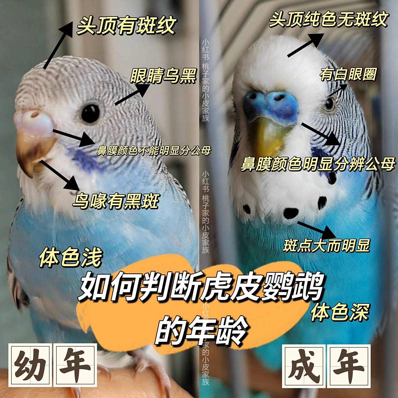 如何大概判断虎皮鹦鹉的年龄?