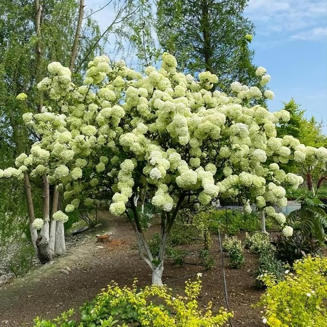 木绣球花的养殖方法(盆栽绣球花的养殖方法)