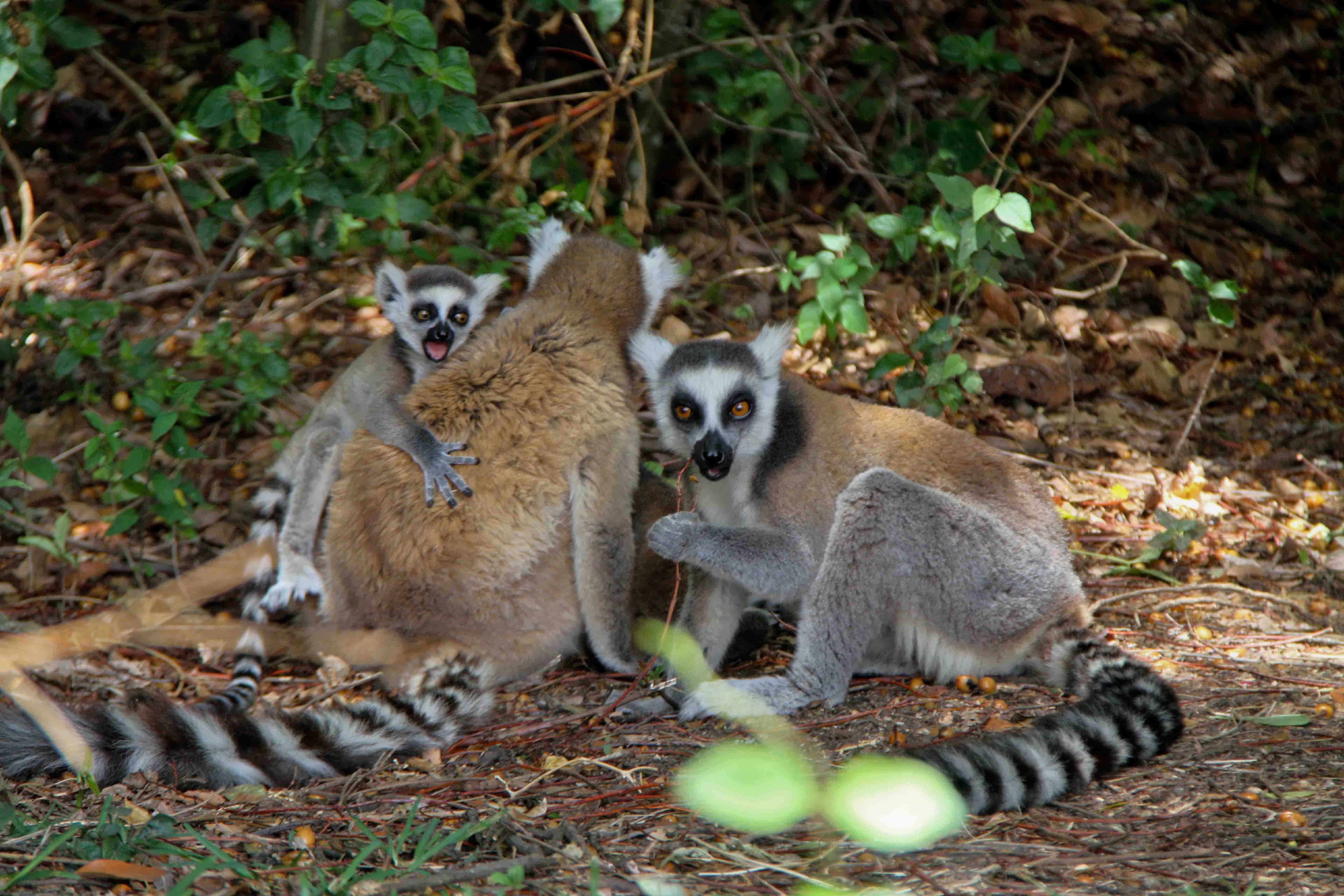 马达加斯加安达西贝国家森林保护区的狐猴(4)