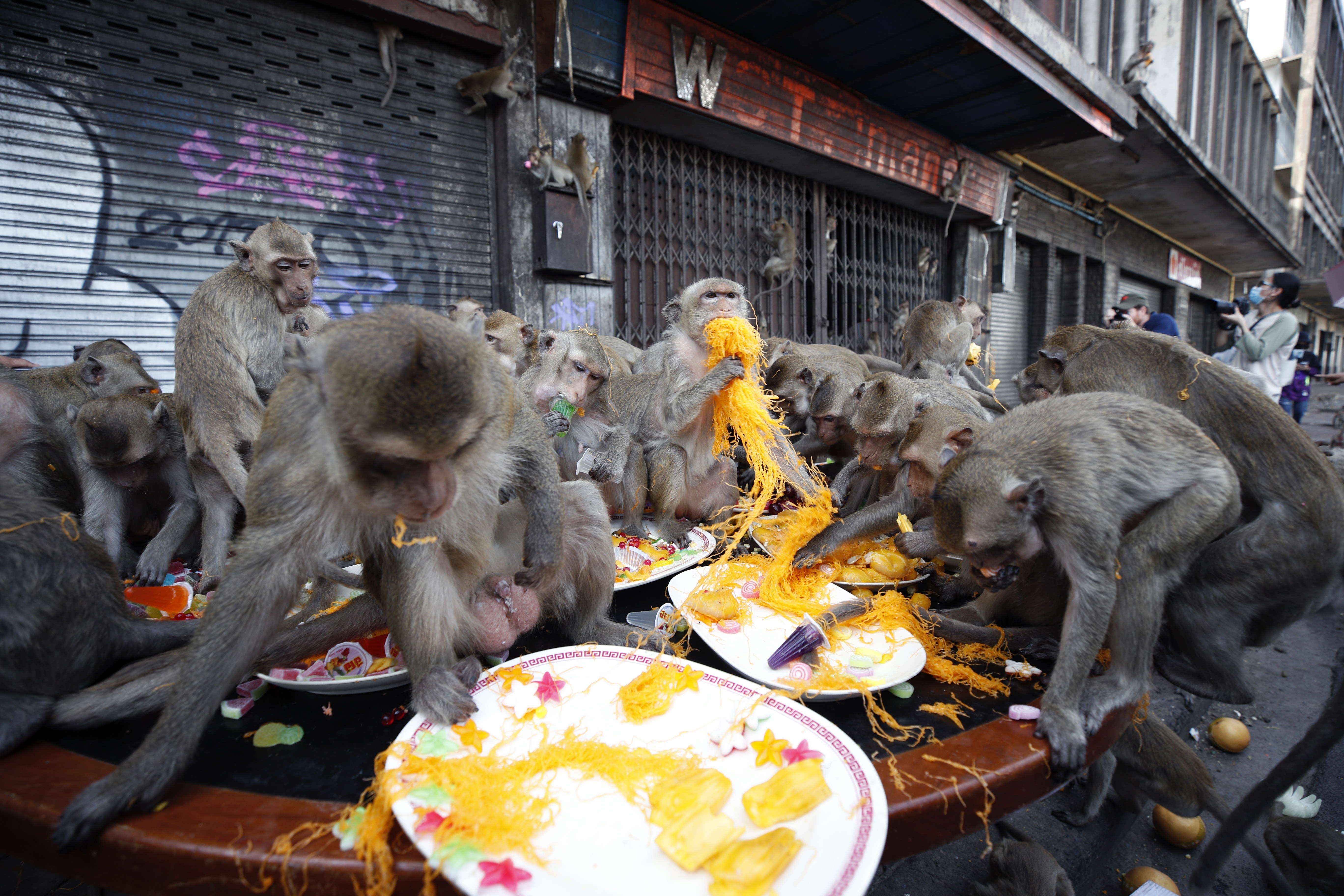 泰国:猴子享盛宴(8)