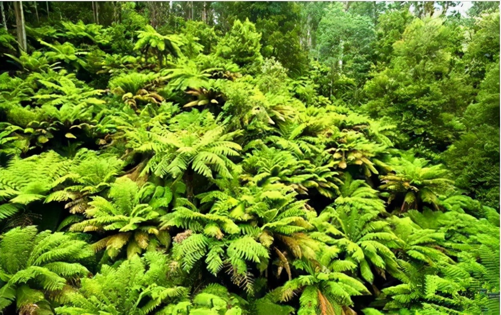 "植物活化石"桫椤