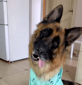 网红狗狗——糯米,这是狗吗?感觉比保姆还称职