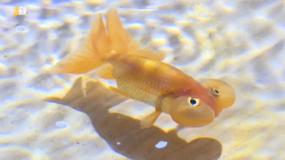 【探园】不仅能赏花还能赏鱼,这些"花博鱼"你都见过吗?