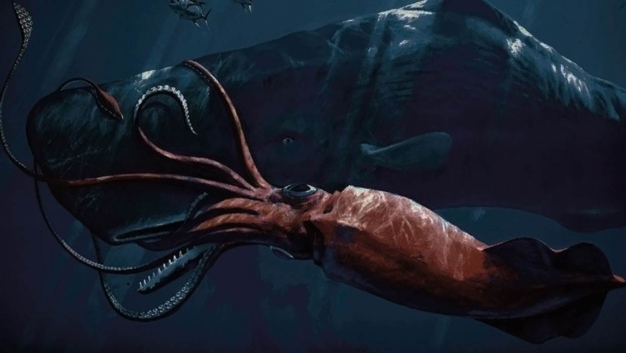 为你揭秘传说中"南非海怪"的真实面貌