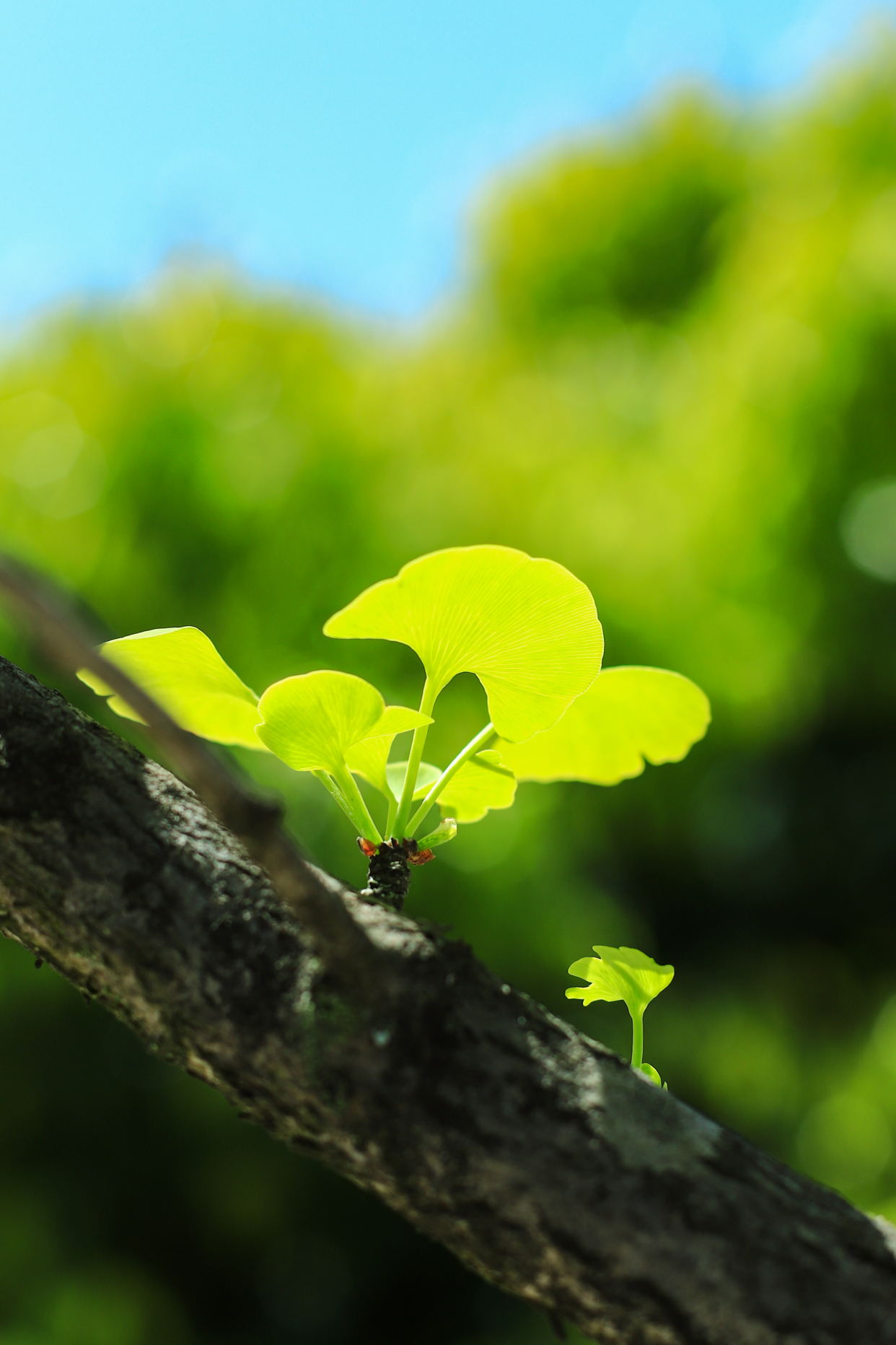 银杏摇曳舞翩翩,一抹绿色如清泉