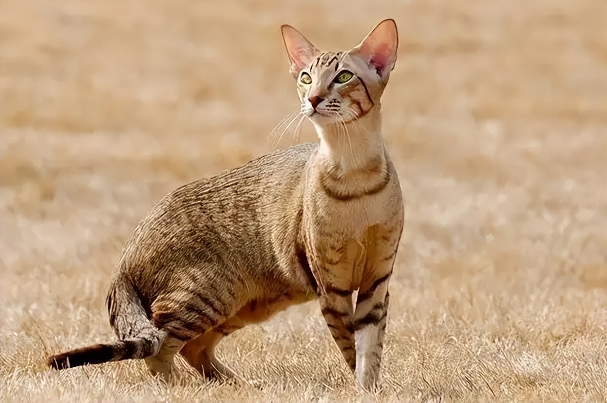 智商排行第十!古老埃及法老的守护神——埃及猫!