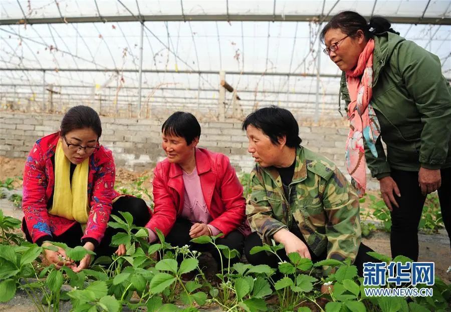 肖前玲:新型职业农民要从培训转向培育