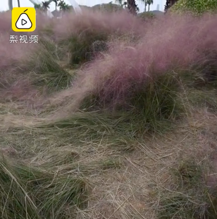 “进入花田你没有花美!”这位硬核护花者,火了_京报网