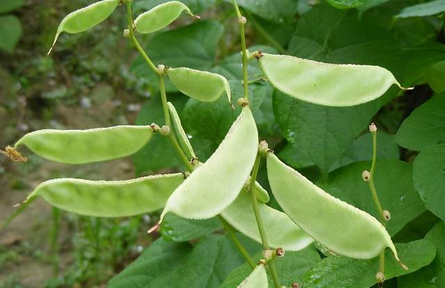 农村常见的鹅眉豆,为什么现在很少人种植了,你喜欢吃吗?