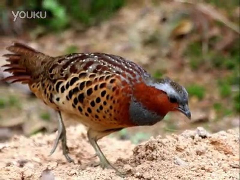 竹鸡的叫声母引山,自然,动物,好看视频