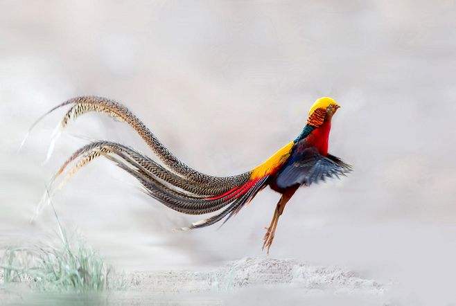 "鸡窝里飞出金凤凰",鸡和凤凰的渊源?