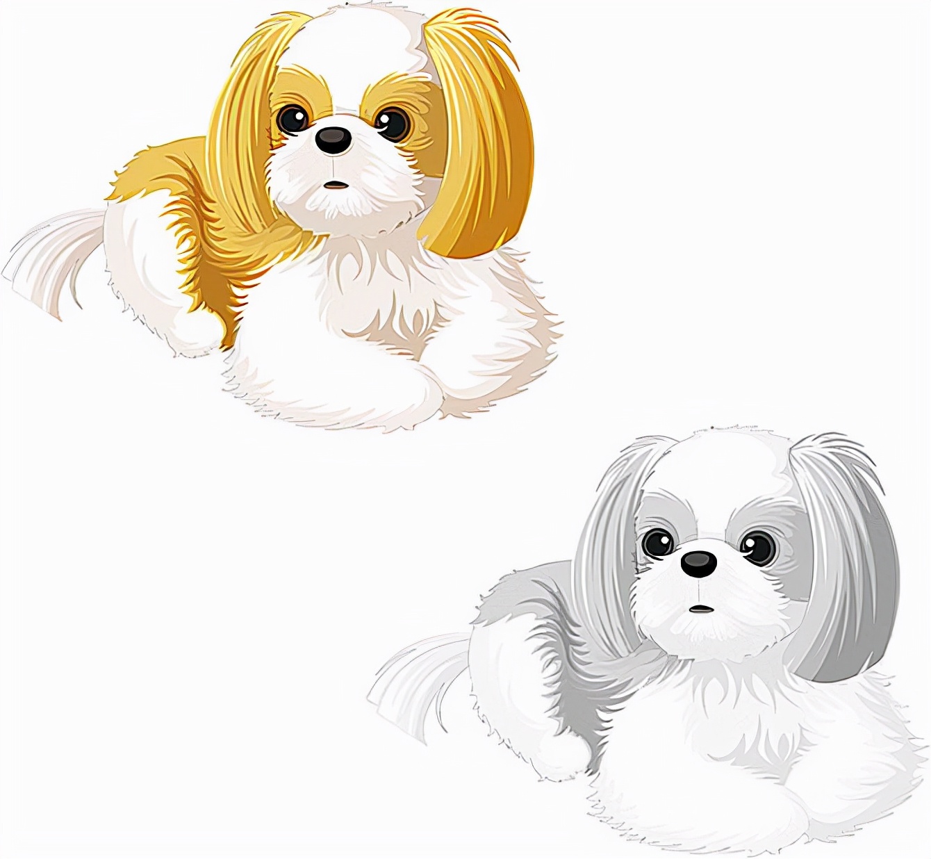 新手建议养西施犬吗?需要注意什么