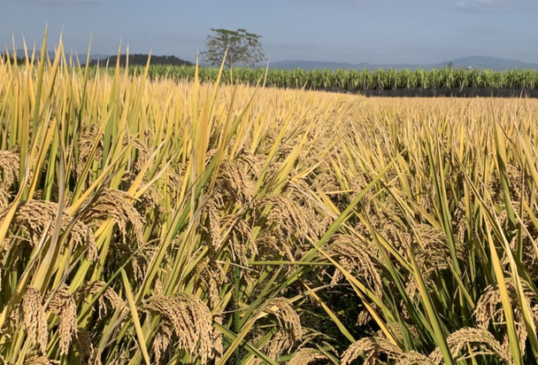超级稻品种浙优18,每穗总粒数300多粒,亩产可达1000公斤以上