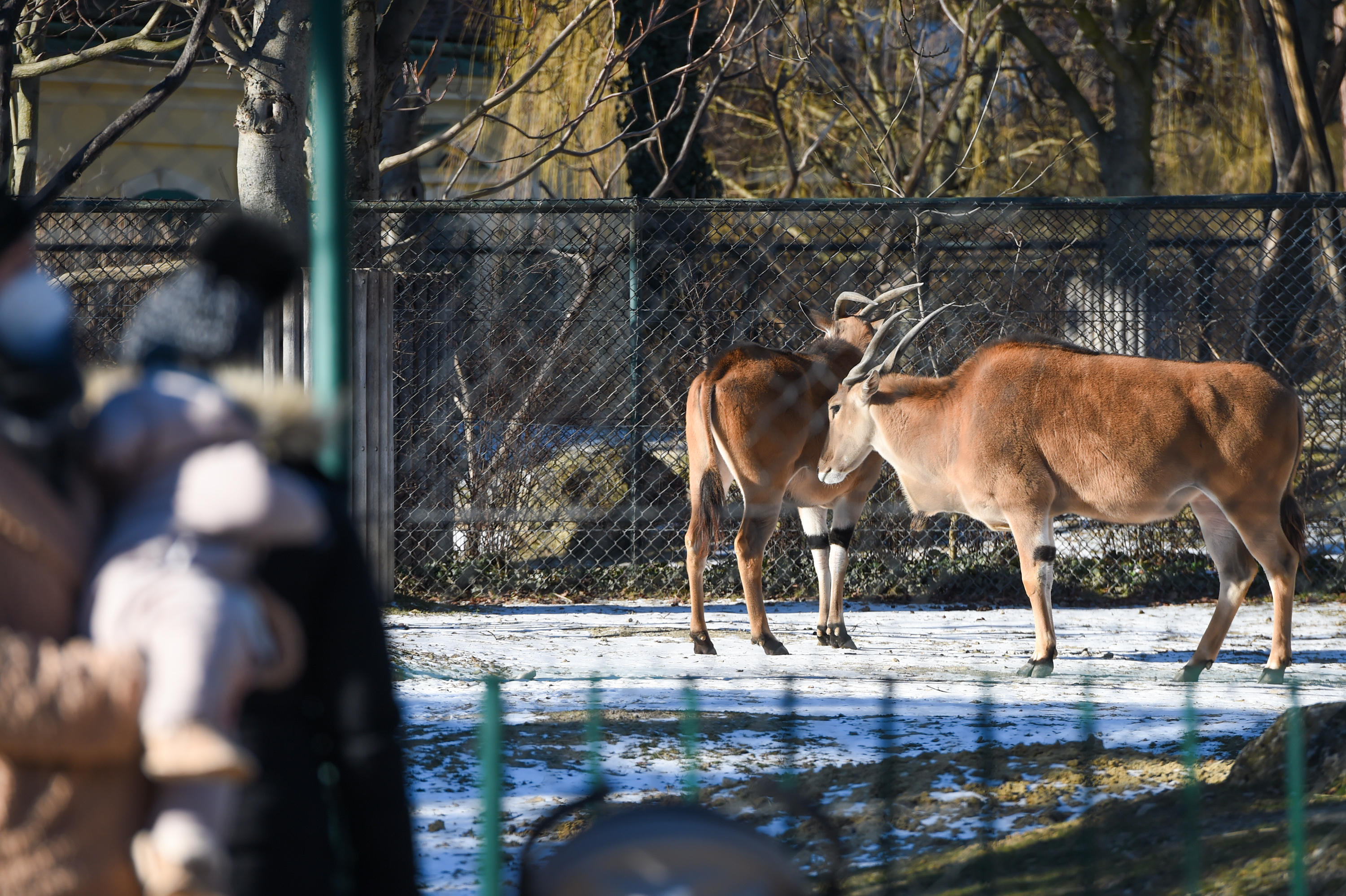 维也纳美泉宫动物园重新对公众开放