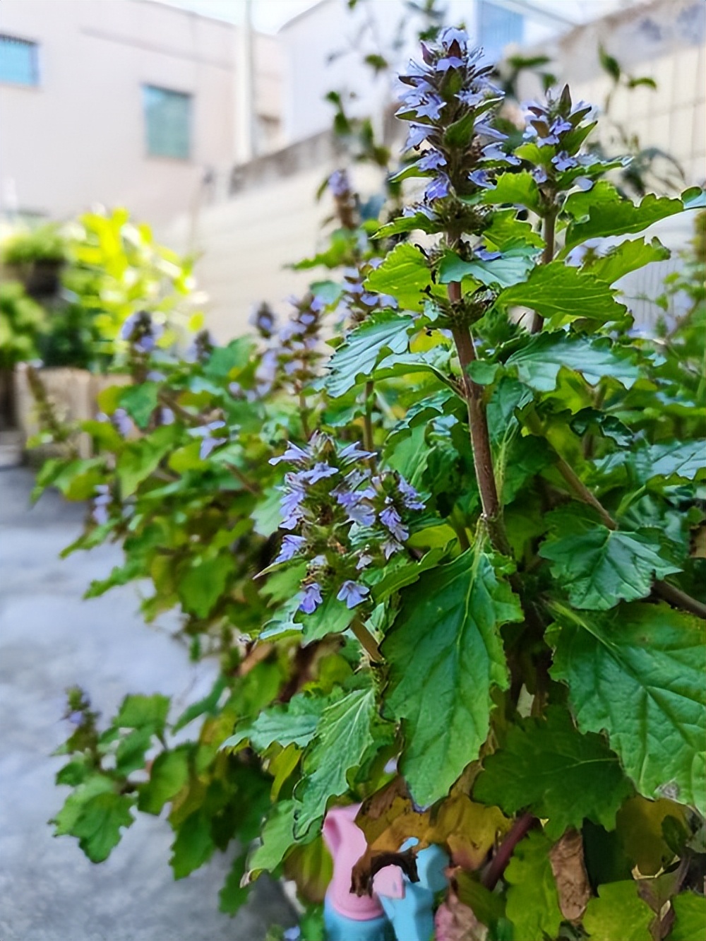 筋骨草植物图片图片