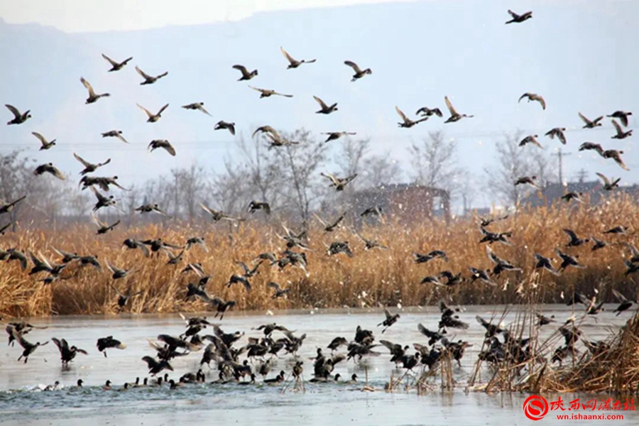 合阳县黄河湿地洽川风景区入选陕西省自然教育基地(组图)