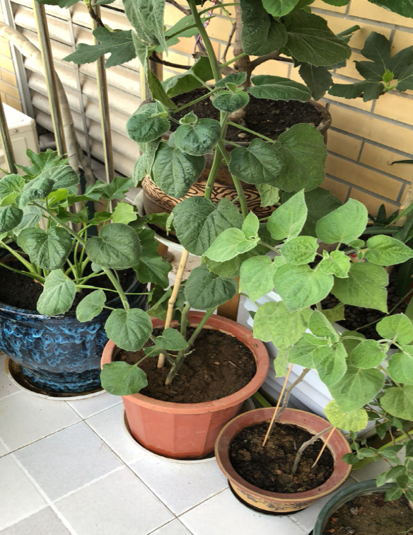 菇茑果市场价太贵?别再买了,买点种子自己种,省钱!