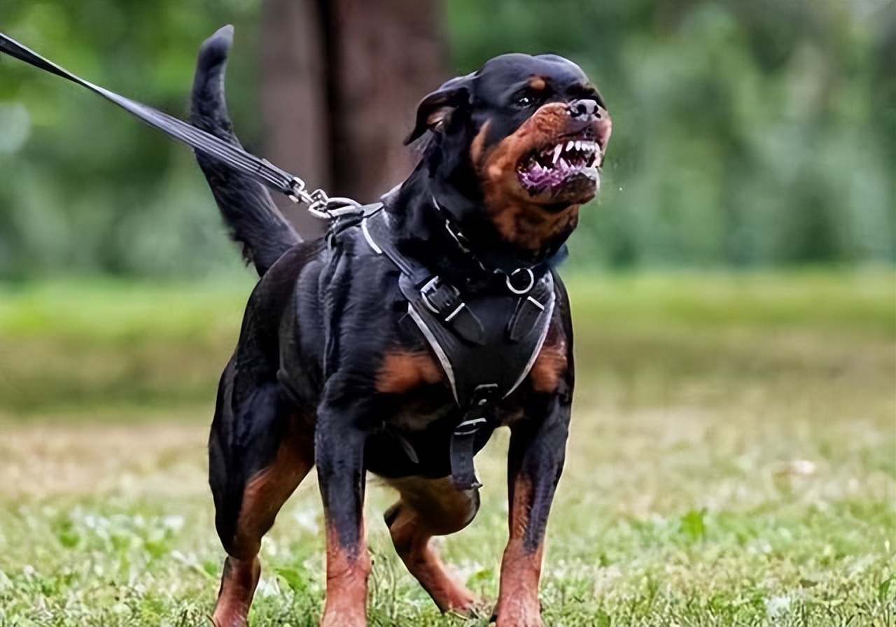警犬"罗威纳"为什么很少人养?得知真相的我恍然大悟