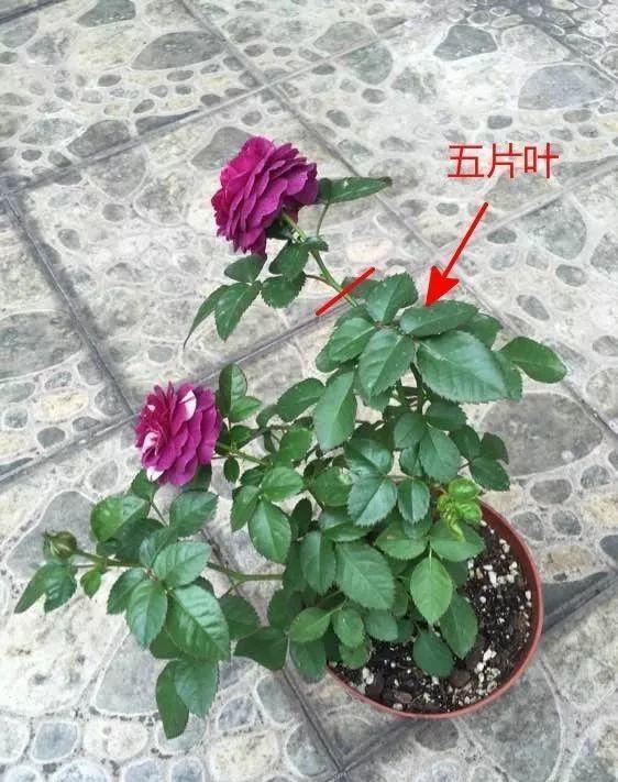 气温升高,月季花越开越小?知道这5个原因,就能开大花了