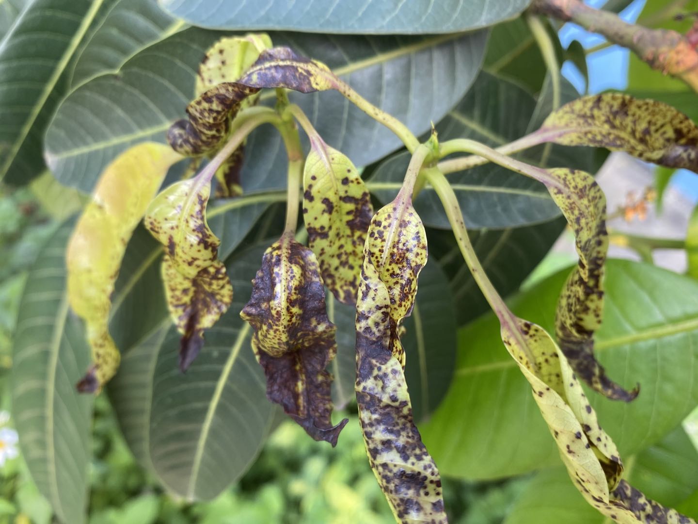 芒果叶片出现黑色焦枯状?或是细菌性黑斑病危害,用对药剂很关键