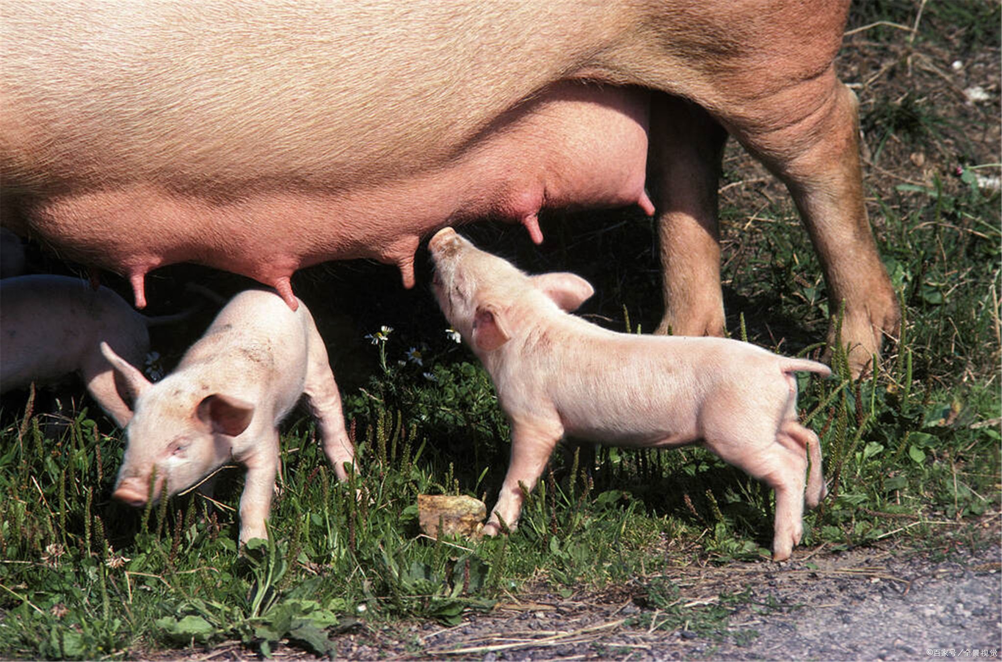 母猪全程喂哺乳料好不好?母猪哺乳料和妊娠料的区别,快收藏吧!