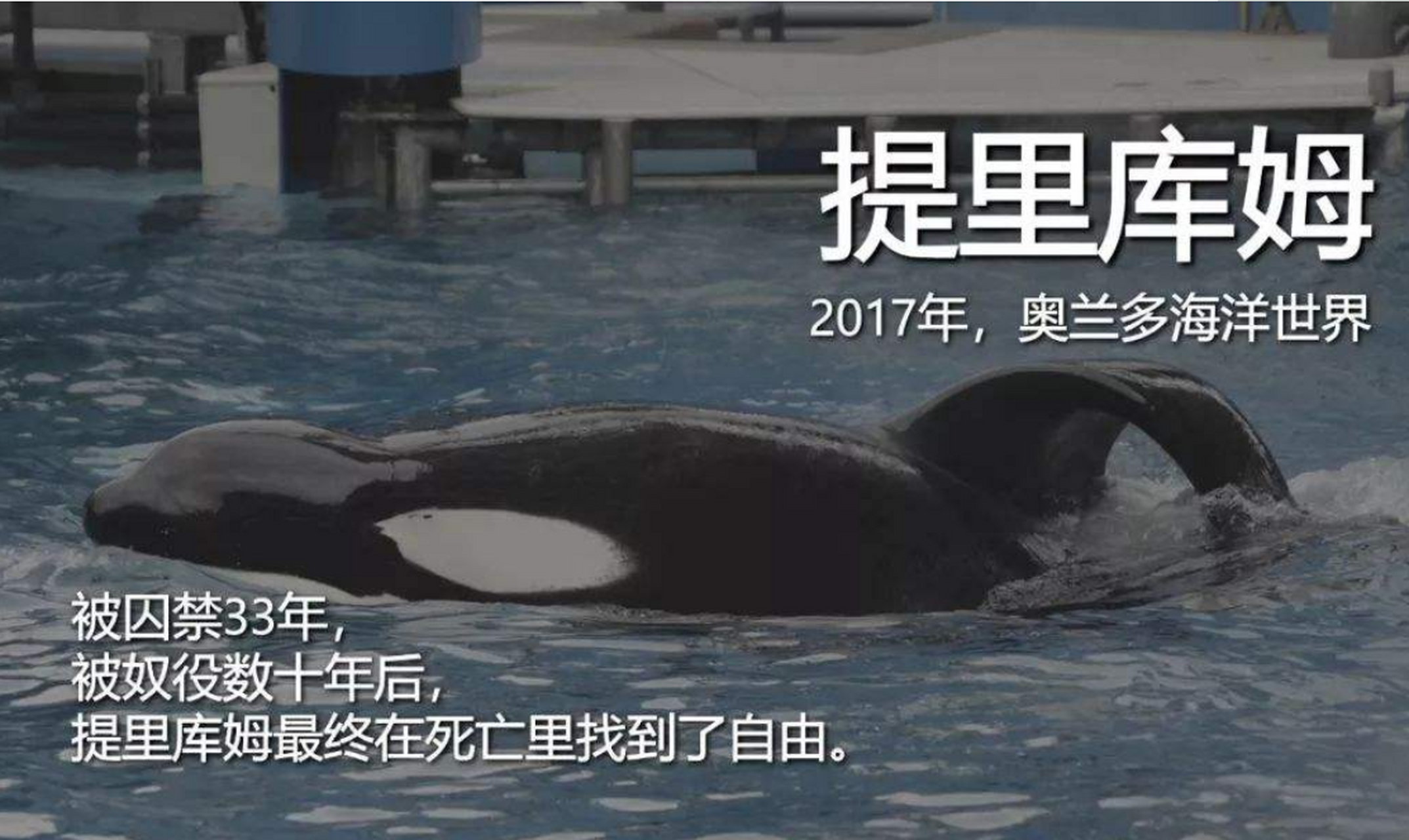 原本,虎鲸在野外的寿命可达80-90年,野生寿命的寿命几乎等同于人类.