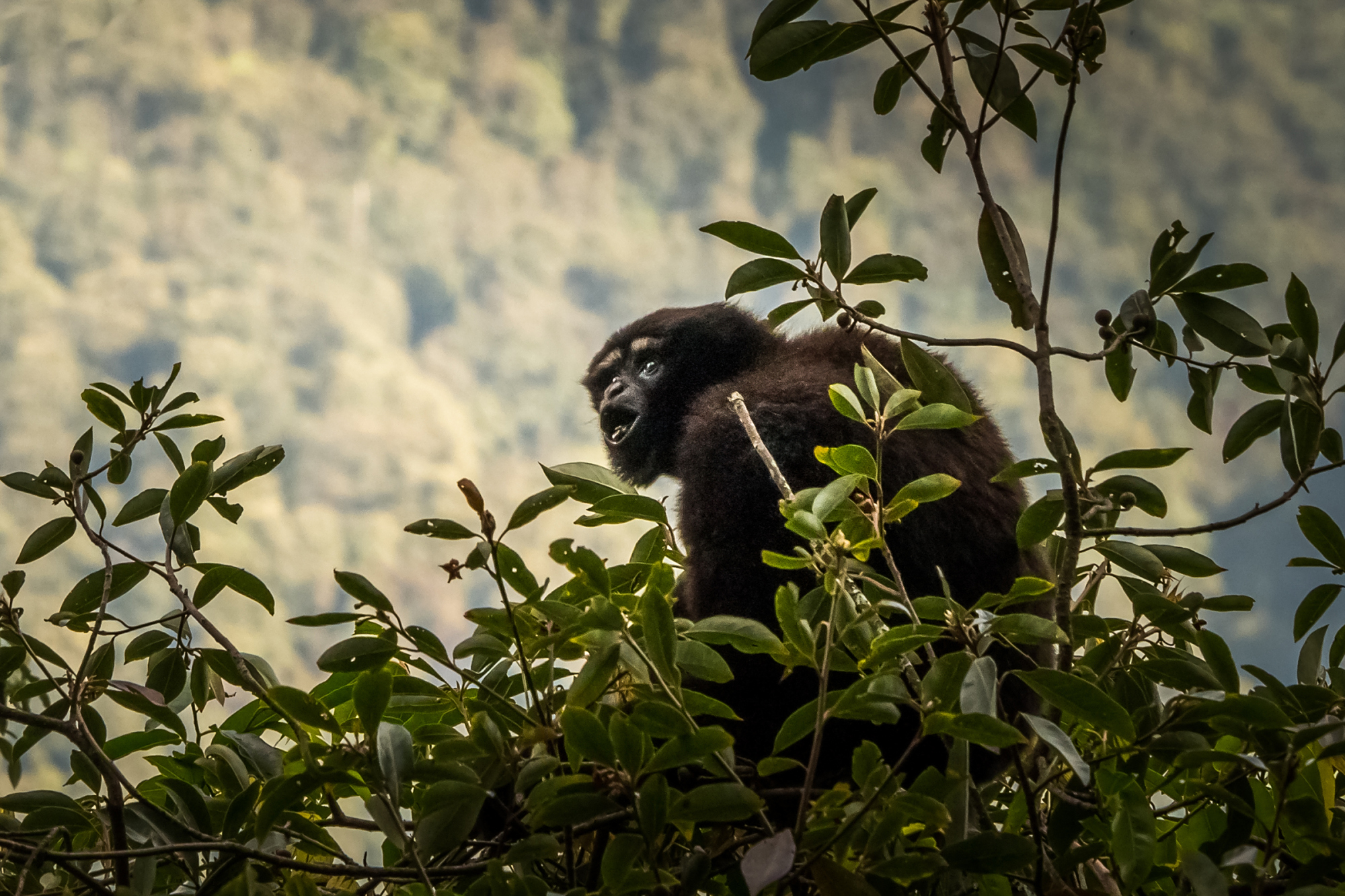 天行长臂猿,源自《周易》的名字,如何被媒体忽悠成《星战》的?