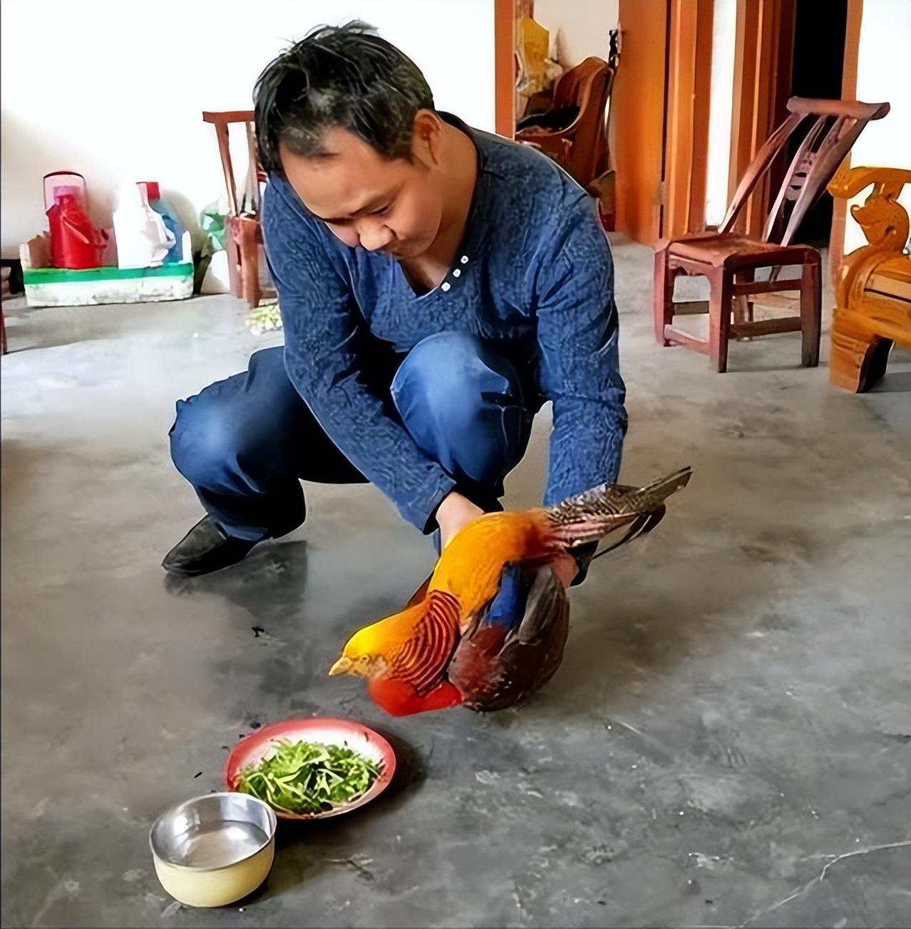 普通的谷米时,他便阻止道:这些你们所称为"凤凰"的鸟,其实是红腹锦鸡