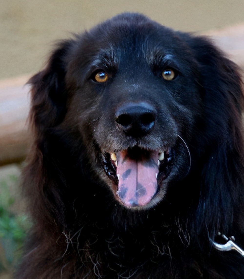 老人常说的"招财狗",一般有5种特征!