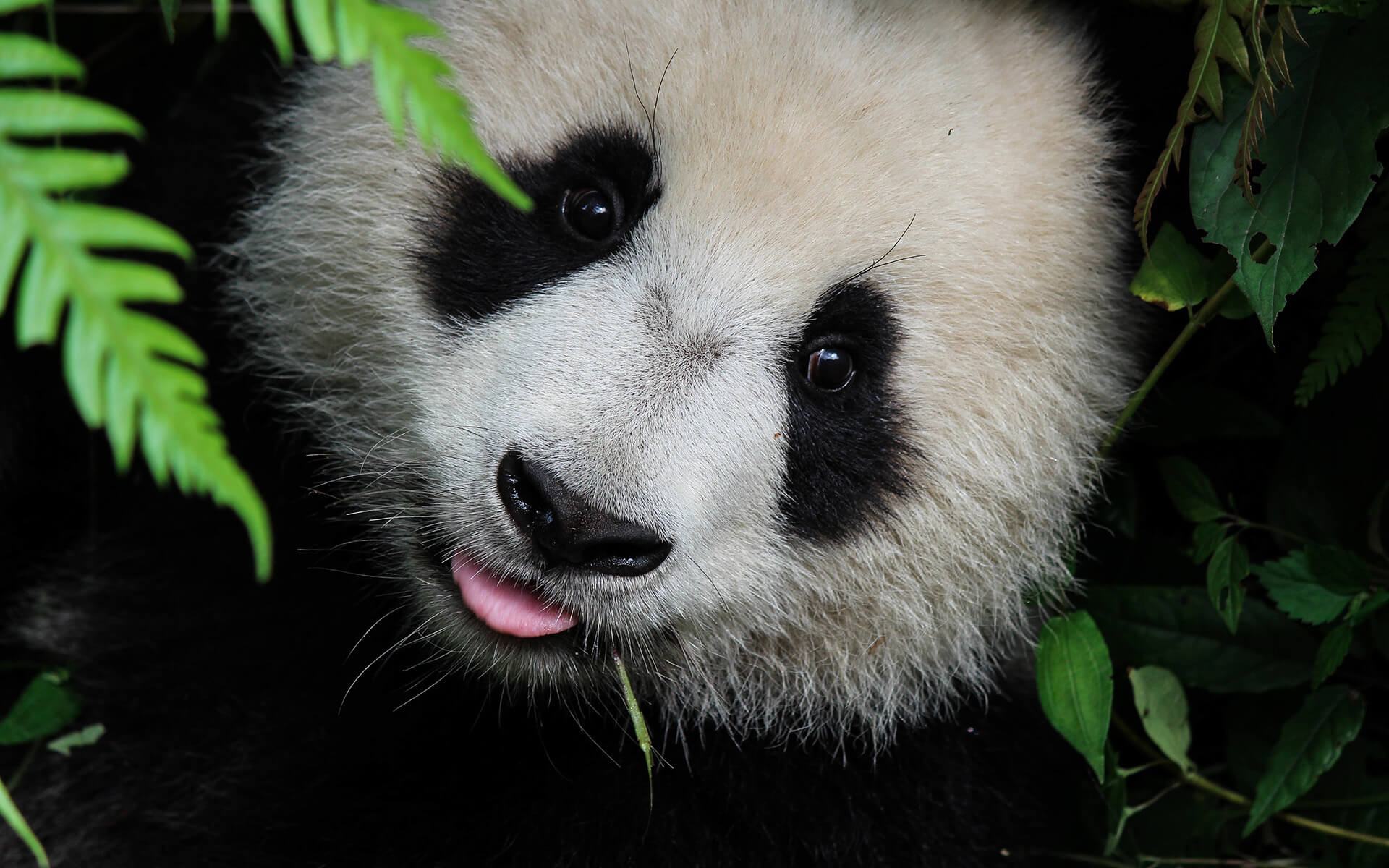 可爱的大熊猫 像片图片