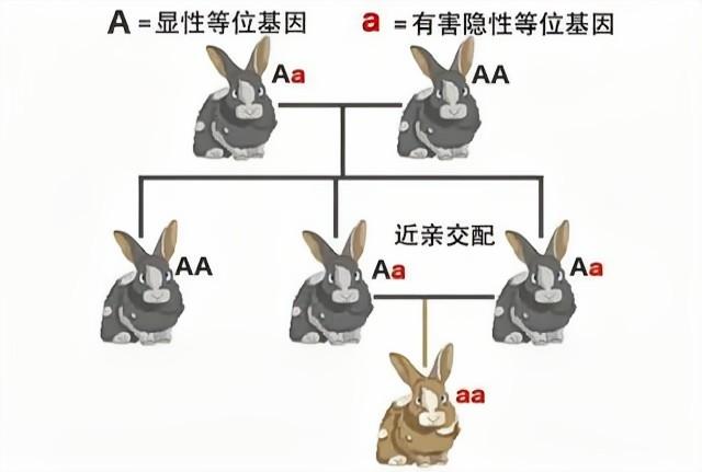 品種越純越好?人類禁止近親繁殖,為什麼卻要讓狗