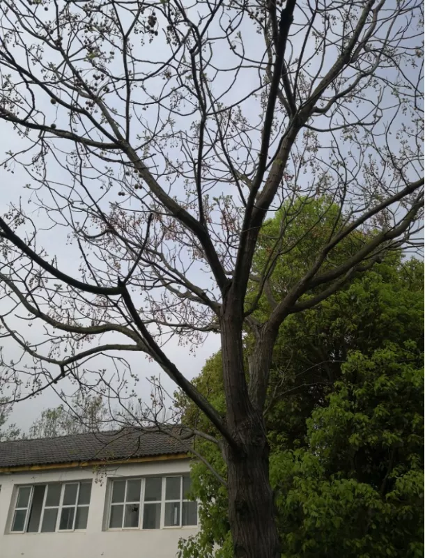 家在延津:村里那棵苦楝树