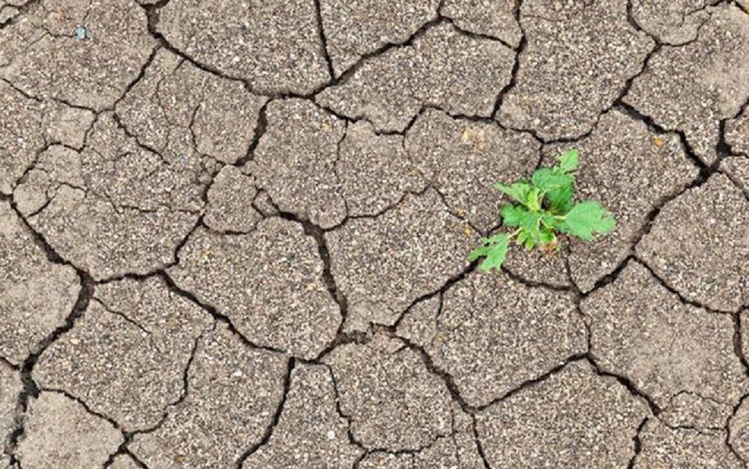 老棚室,作物烂根频发,多半原因是土壤板结,如何破是关键?