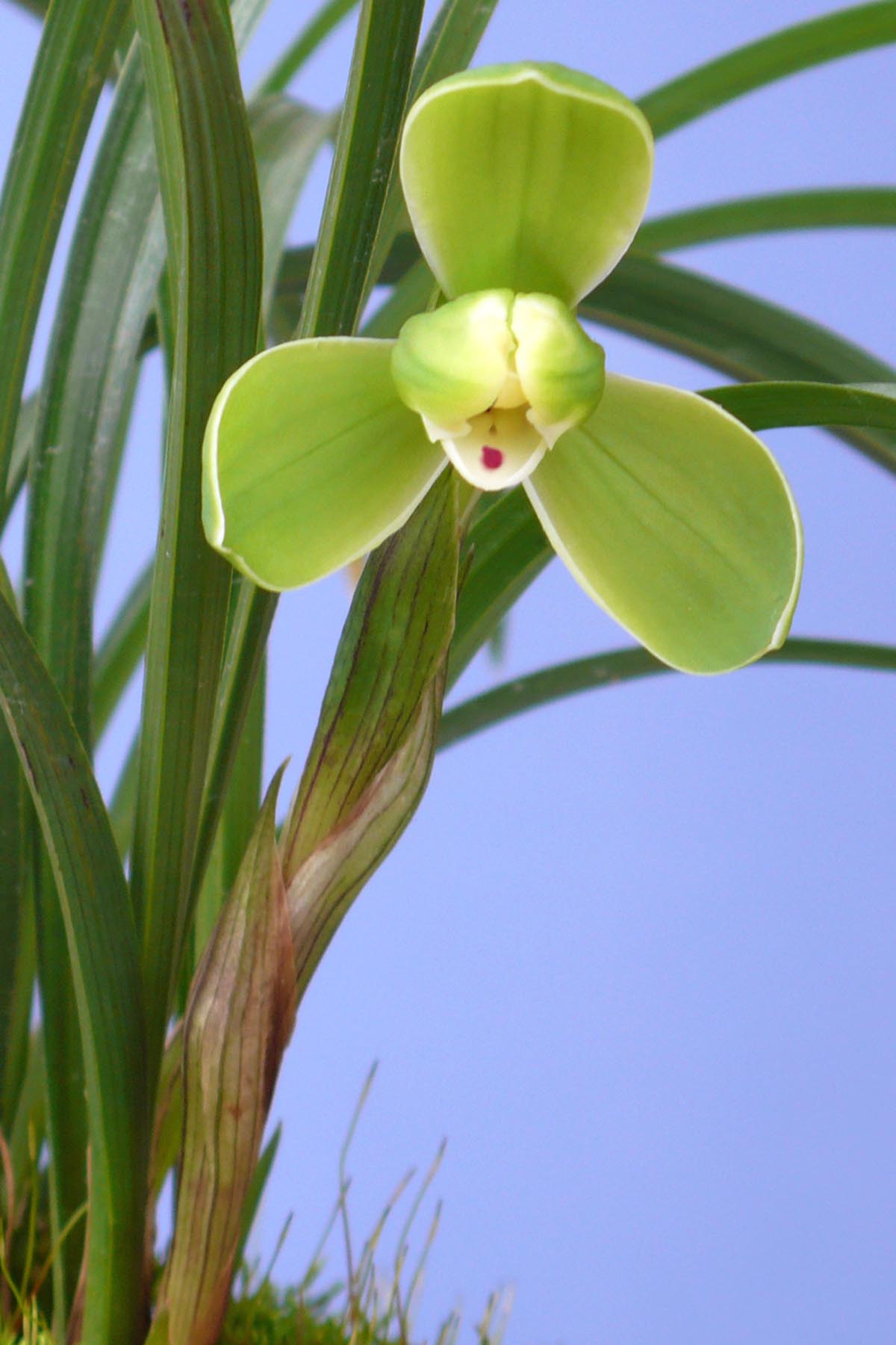 春兰老八种之首"宋梅",花开梅瓣型,花香浓郁,是梅瓣兰之代表