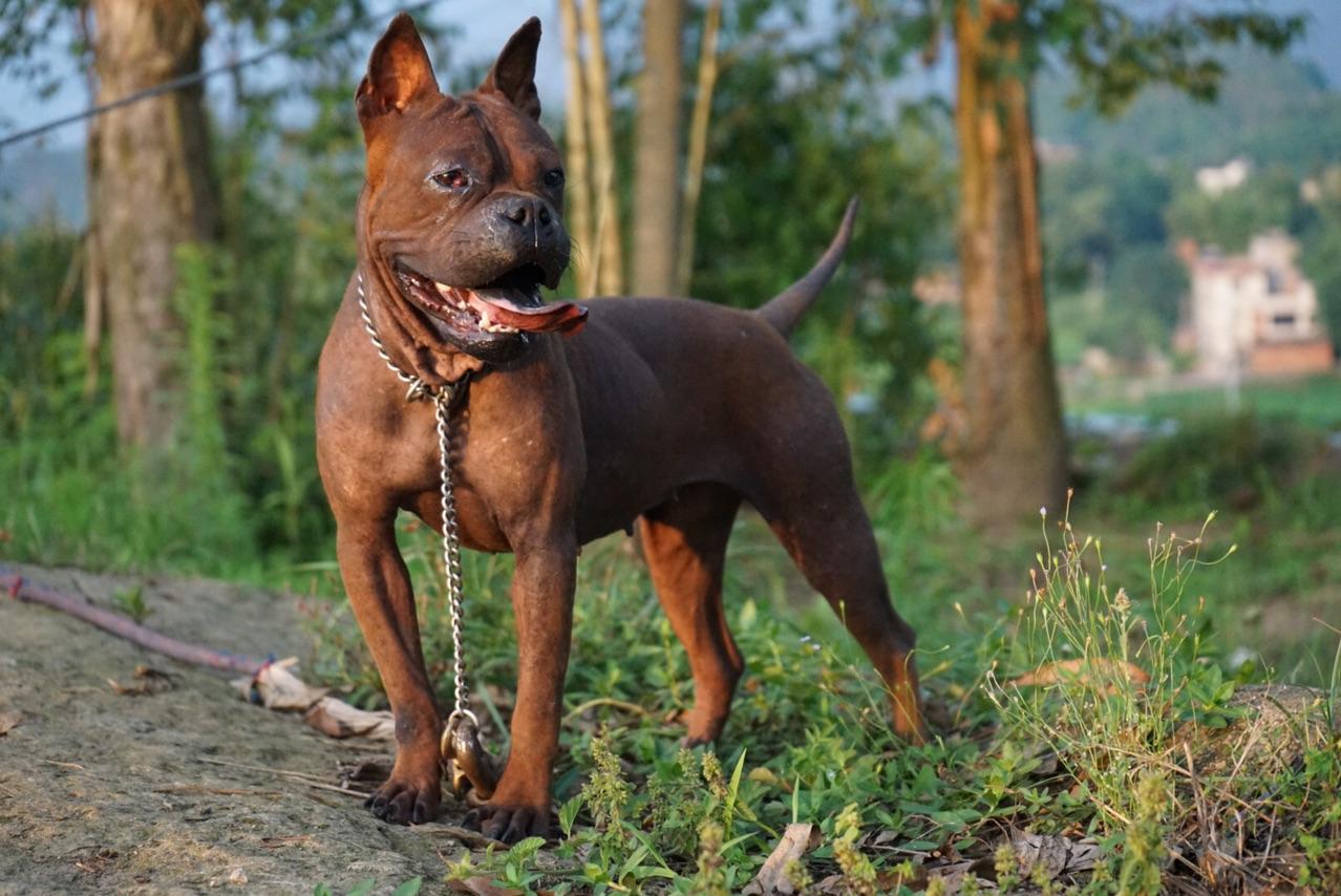 中国"6大猛犬",丝毫不输外国狗,你知道几个?