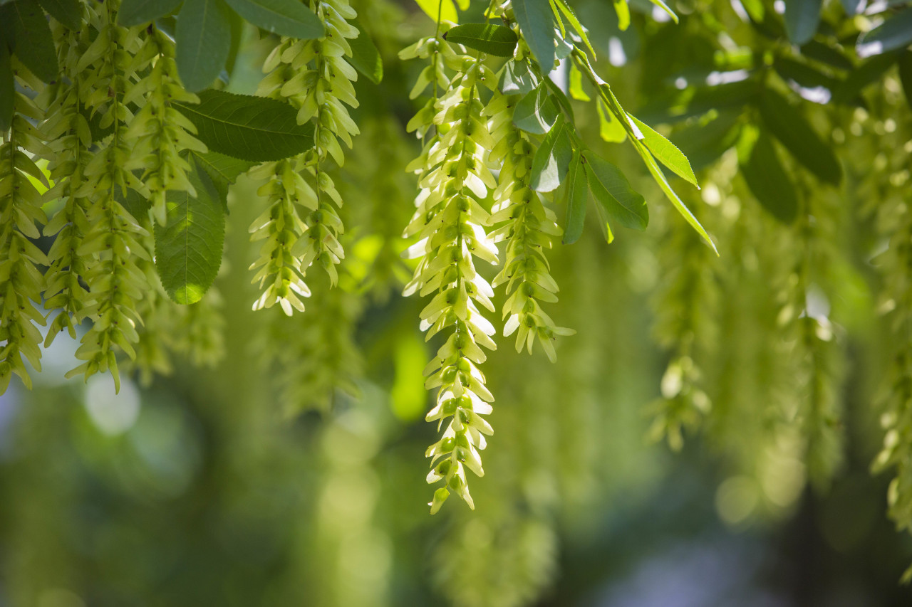 社教|夏日园林的"风铃"——枫杨